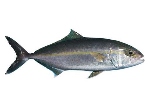 Amberjack